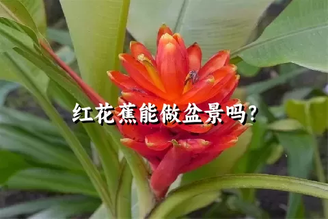 红花蕉能做盆景吗？