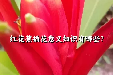 红花蕉插花意义知识有哪些？