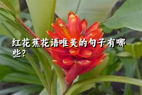 红花蕉花语唯美的句子有哪些？