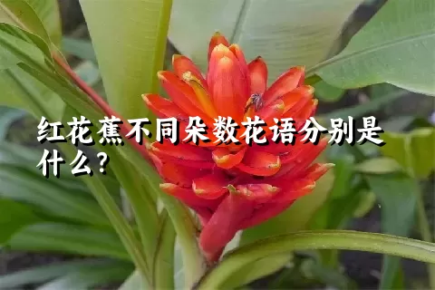 红花蕉不同朵数花语分别是什么？