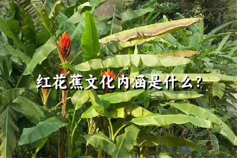 红花蕉文化内涵是什么？