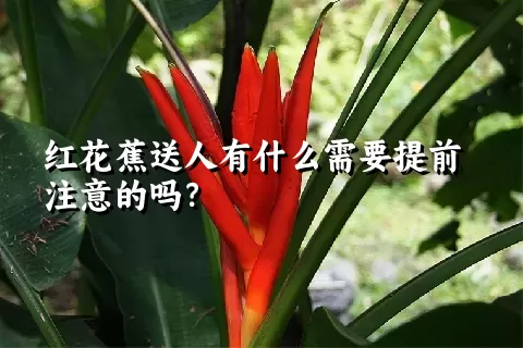 红花蕉送人有什么需要提前注意的吗？