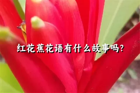 红花蕉花语有什么故事吗？