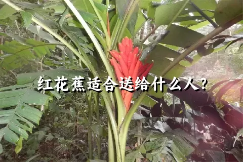 红花蕉适合送给什么人？