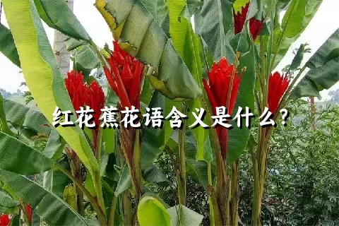 红花蕉花语含义是什么？