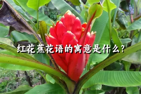 红花蕉花语的寓意是什么？