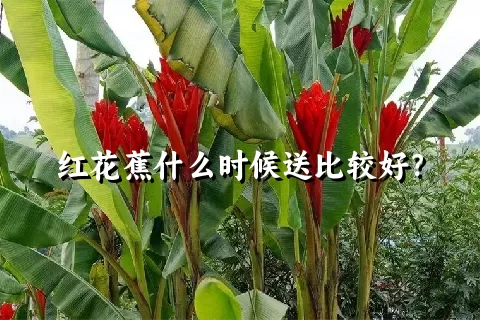 红花蕉什么时候送比较好？