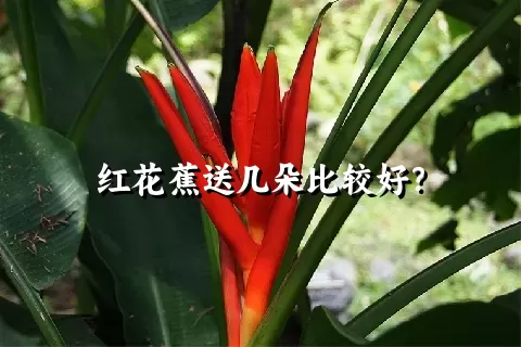 红花蕉送几朵比较好？