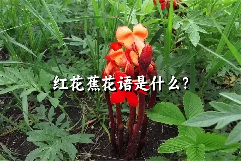 红花蕉花语是什么？