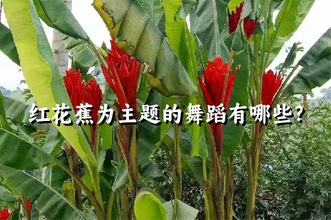 红花蕉为主题的舞蹈有哪些？