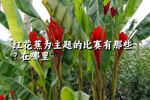 红花蕉为主题的比赛有那些？在哪里