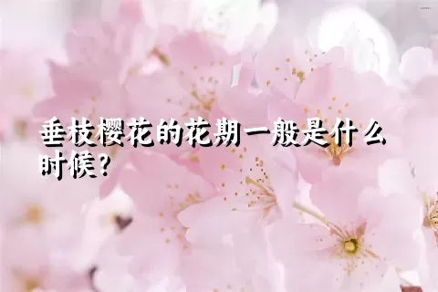 垂枝樱花的花期一般是什么时候？