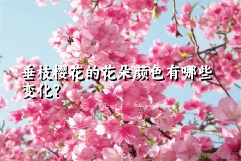 垂枝樱花的花朵颜色有哪些变化？