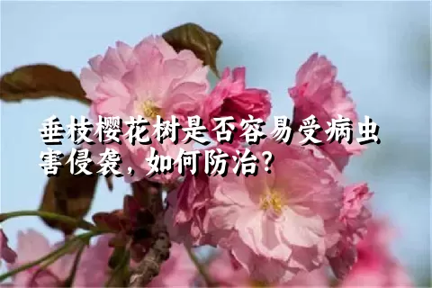 垂枝樱花树是否容易受病虫害侵袭，如何防治？