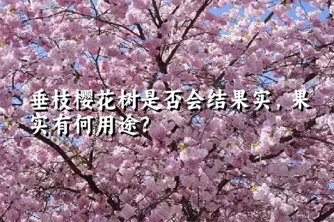 垂枝樱花树是否会结果实，果实有何用途？