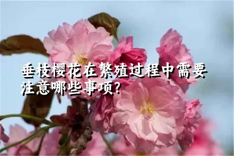 垂枝樱花在繁殖过程中需要注意哪些事项？