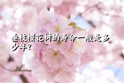 垂枝樱花树的寿命一般是多少年？