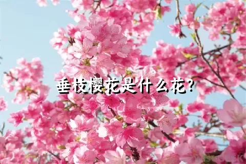 垂枝樱花是什么花？