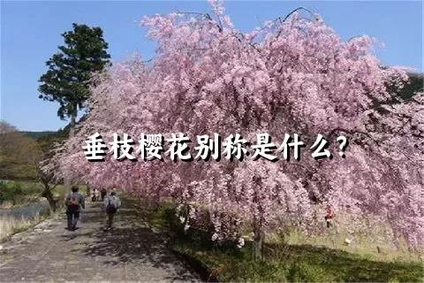 垂枝樱花别称是什么？