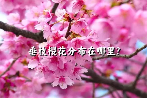 垂枝樱花分布在哪里?