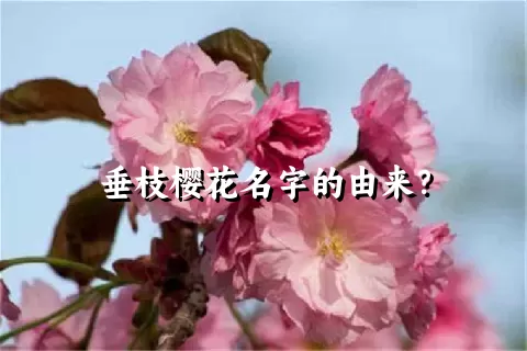 垂枝樱花名字的由来？