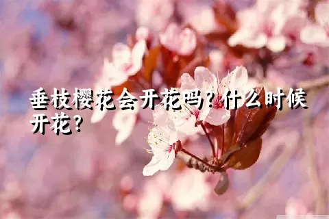 垂枝樱花会开花吗？什么时候开花？