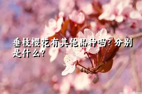 垂枝樱花有其他品种吗？分别是什么？