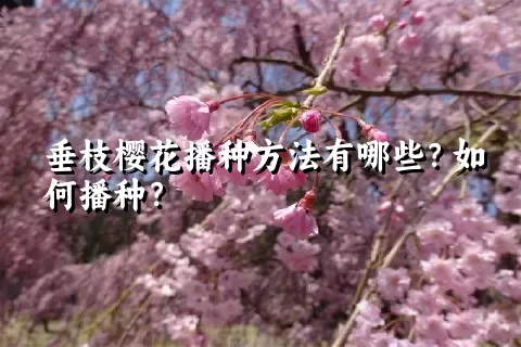 垂枝樱花播种方法有哪些？如何播种？