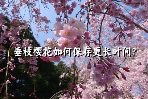 垂枝樱花如何保存更长时间？