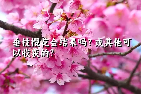 垂枝樱花会结果吗？或其他可以收获的？