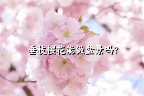 垂枝樱花能做盆景吗？