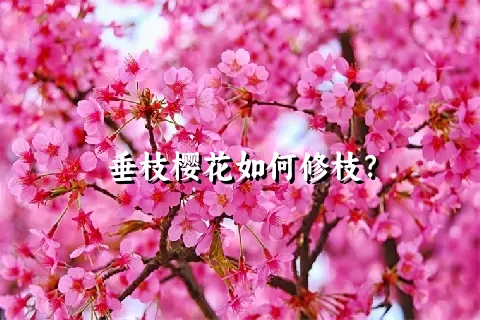 垂枝樱花如何修枝？