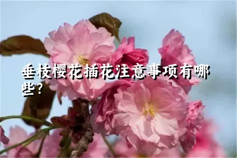 垂枝樱花插花注意事项有哪些？