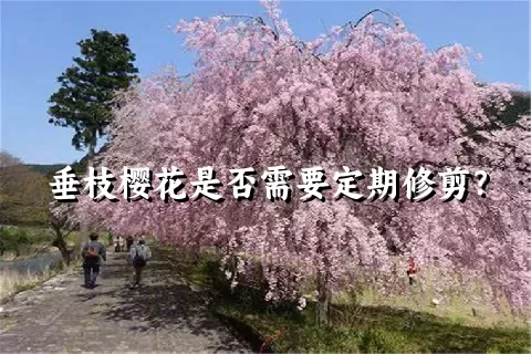 垂枝樱花是否需要定期修剪？