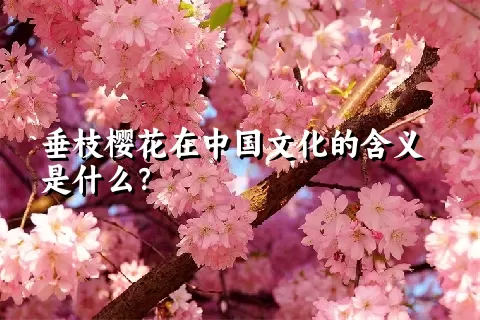 垂枝樱花在中国文化的含义是什么？