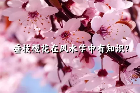 垂枝樱花在风水学中有知识？