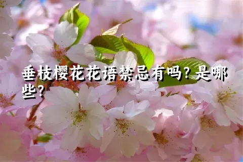 垂枝樱花花语禁忌有吗？是哪些？