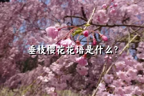 垂枝樱花花语是什么？