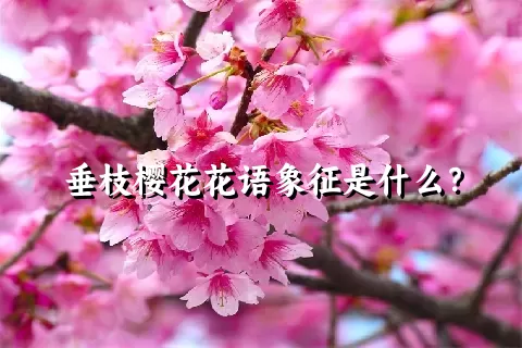 垂枝樱花花语象征是什么？