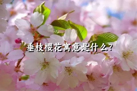 垂枝樱花寓意是什么？