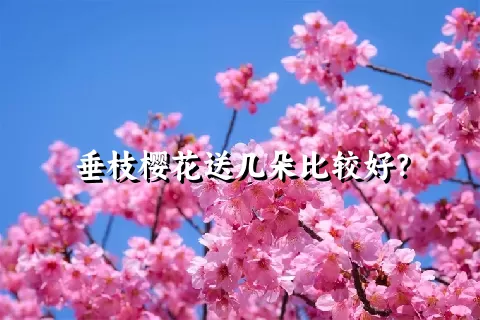 垂枝樱花送几朵比较好？