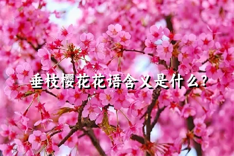 垂枝樱花花语含义是什么？