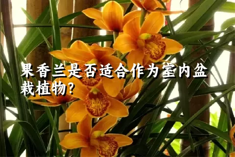 果香兰是否适合作为室内盆栽植物？