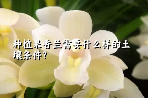 种植果香兰需要什么样的土壤条件？