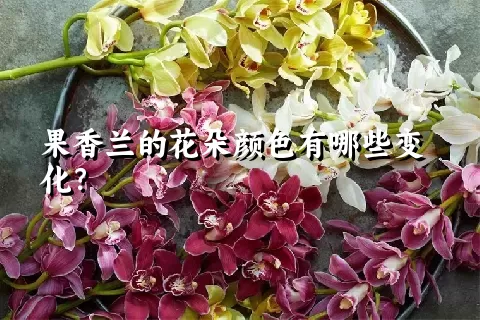 果香兰的花朵颜色有哪些变化？