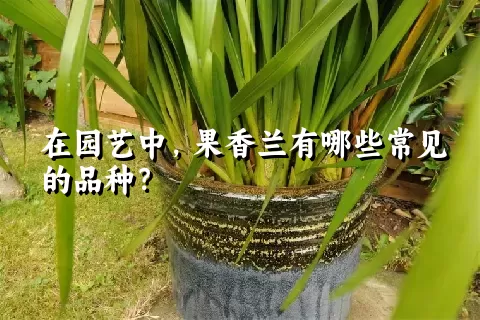 在园艺中，果香兰有哪些常见的品种？