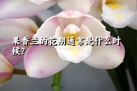 果香兰的花期通常是什么时候？