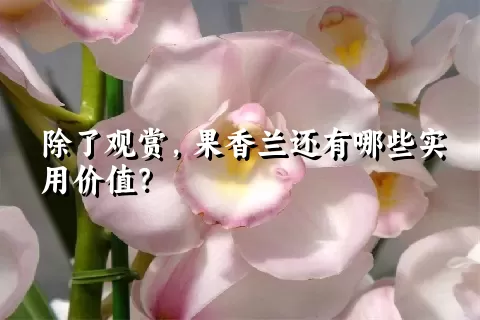 除了观赏，果香兰还有哪些实用价值？