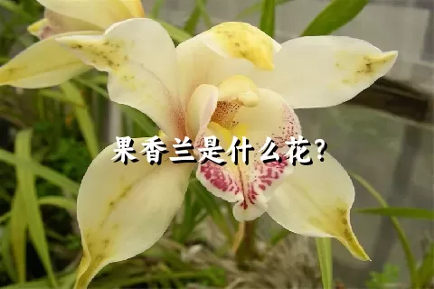 果香兰是什么花？