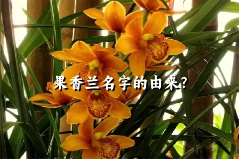 果香兰名字的由来？